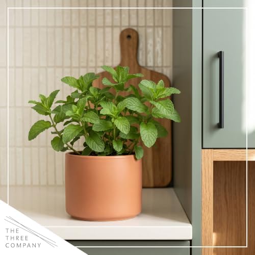Herb - Mint (2 Pack), Live Edible Aromatic Herb, Herbal Tea, Fresh Flavor - Image 5