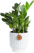 Costa Farms ZZ Plant, Live Indoor Plant, Air Purifying, Easy Care by Unknown