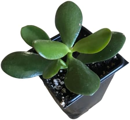 Organic Jade Plant (Crassula ovata) Live Plant in 2.5-inch Pot by SmokeCampCrafts