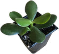 Organic Jade Plant (Crassula ovata) Live Plant in 2.5-inch Pot by SmokeCampCrafts