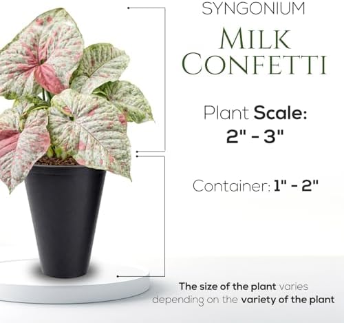 Syngonium Confetti Plant (4 Pack) Rare Live Starter Plants, Variegated Arrowhead Vine Houseplants, Easy Care Indoor Tropical Plants Live, Pink Foliage Houseplants - Image 4