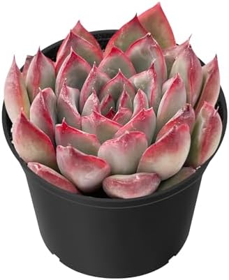 Sprout N Green Echeveria Pulidonis, Mini Live Succulent by SproutNGreen