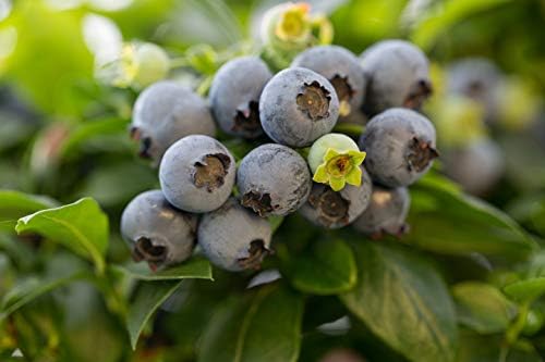 Bushel and Berry™ - Vaccinium x Jelly Bean (Blueberry) Edible-Shrub, , #2 - Size Container - Image 5