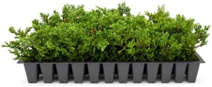 Prince of Wales Juniper | 20 Live Plants | Juniperus Horizontalis | Low Maintenance Groundcover, Evergreen Shrub for Landscaping, Drought Tolerant Plant, Spreading Juniper for Borders by FloridaFoliage