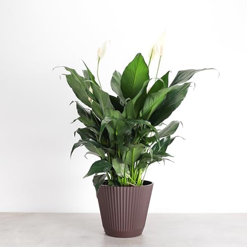 Live Peace Lily Plant, Spathiphyllum, Low Light, Easy to Grow, 6" Pot - Image 2