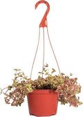 Shop Succulents Calico Kitten Hanging Succulent, Crassula Pellucida Variegata, Fully Rooted Live 6" Succulent Plant, Low Maintenance Indoor Plant, Trailing Succulents, Gift & Garden by ShopSucculents