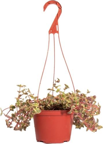 Shop Succulents Calico Kitten Hanging Succulent, Crassula Pellucida Variegata, Fully Rooted Live 6" Succulent Plant, Low Maintenance Indoor Plant, Trailing Succulents, Gift & Garden by ShopSucculents
