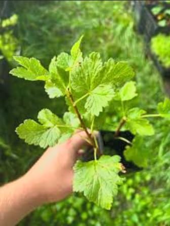 Black Currant Bush Live Plant – Ribes nigrum – Edible Berry Shrub – 2 Year Plant 8–18” Tall – Cold Hardy Fruit Bush - Image 2