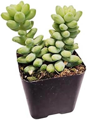 Live Succulent Cactus Plants from USKC (2" Pot) (Sedum Burrito Donkey Tail) - Image 2