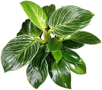 Philodendron Live Plant, Air Purifying, Easy Care, Easy to Grow, Rare Variety, Live Indoor Plant, 4 inch Pot (Philodendron Birkin) - Image 2