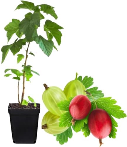 Gooseberry Bush Live Plant, Cold Hardy Berry Tree, 5-10 Inch Tall - Image 2