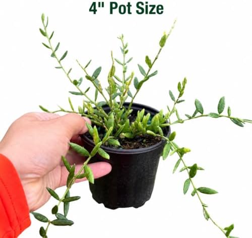 Hoya Engleriana Live Plant – Hoya Engleriana Fully Rooted Starter Plants - Image 2