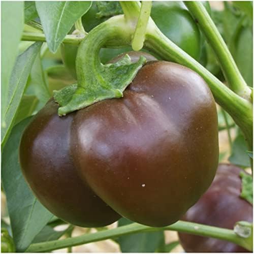 Seed Needs Mini Chocolate Bell Pepper Seeds to Plant Vegetables - 1 Pack - Image 3