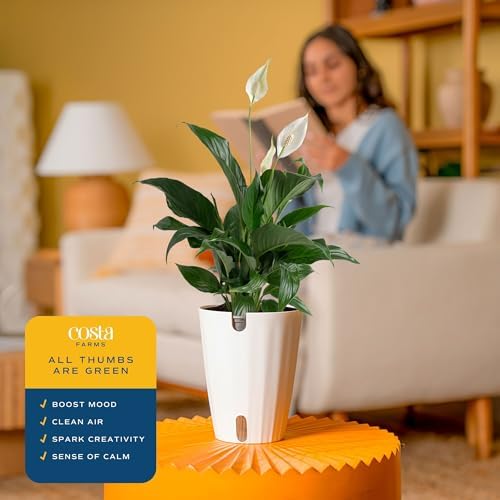 Costa Farms Peace Lily, Live Indoor Plant, Air Purifying, White Blooms - Image 5
