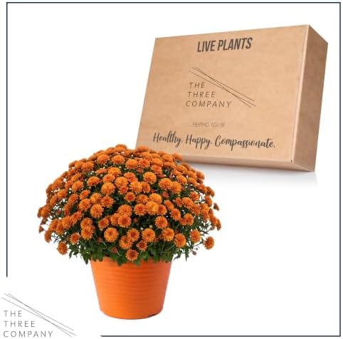 Chrysanthemum (Color Match Deco Pot), Orange Blooms, Live Fall Flowering Perennial, 15" Tall by 12" Wide in 3 Qt Pot - Image 5