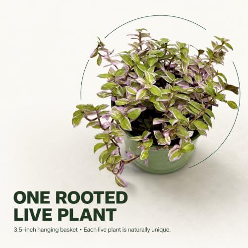 Live Succulents 3.5 Inch Pink Lady Callisia Repens with Hanging Basket - Turtle Vine Succulents Live - Fully Rooted Easy to Grow Houseplants for Home Office Wedding Decor & Gift (Heat Pack Included) - Image 5