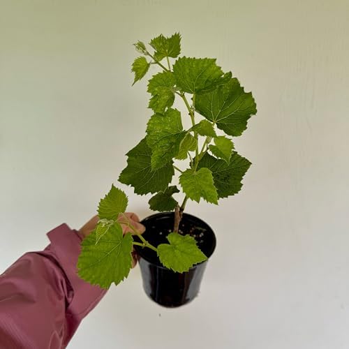 Moscato Grape Plant (Muscato Grape/Mascato Grape/Muscat Grape) – Rooted in 4" Pot, 100% Survival Guaranteed, Approx. 14" Tall – Living Plant for Home Garden & Vineyard - Image 2