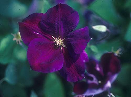 Clematis jackmanii 'Superba' (Clematis) Perennial, deep purple flowers, 8`` - Size Container by GreenPromiseFarms
