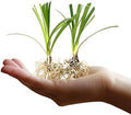 Super Blue Liriope Muscari | 10 Live Bare Root Pips | Evergreen Plant Ground Cover Monkey Grass Lilyturf by FloridaFoliage