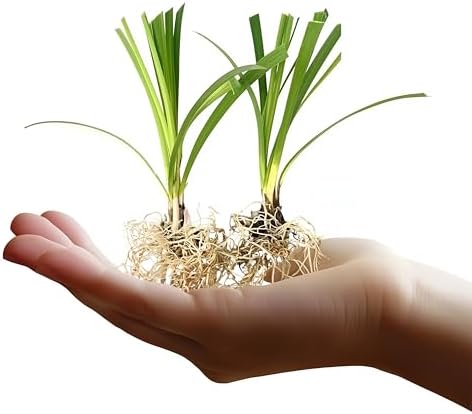 Super Blue Liriope Muscari | 20 Live Bare Root Pips | Evergreen Plant Ground Cover Monkey Grass Lilyturf by FloridaFoliage