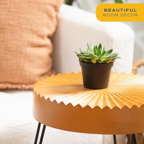 Costa Farms Succulents, Live Indoor Plant, Easy Care, Home Decor - Image 2