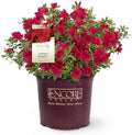 Perfect Plants Autumn Bonfire Encore Azalea, 1 Gallon, Live Plant by PerfectPlantsNursery