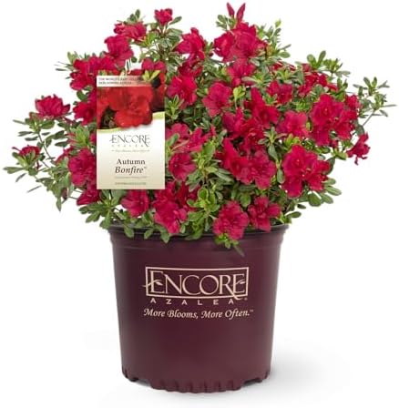 Perfect Plants Autumn Bonfire Encore Azalea, 1 Gallon, Live Plant by PerfectPlantsNursery