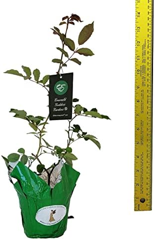 Prom Queen Climbing Rose - Antique Heirloom Rosa Hybrid - Live Plant - Perpetual Fragrant Double White Pink Flower - Emerald's - Starter Size - 4 Inch Pot - Image 4
