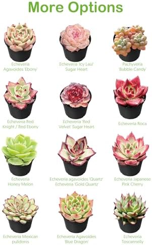 2-in Live Succulent Plants Trumpet Jade, Easy Care & Drought Tolerant - Image 4