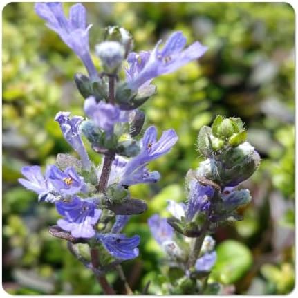 Chocolate Chip Bugleweed, Ajuga x tenori Valfreda, Live Ground Cover Plant by EmeraldGoddessGardens