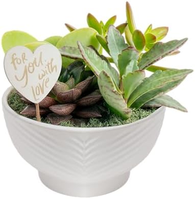 Costa Farms Mini Succulents, Live Indoor Plant, Easy Care, Home Decor by Unknown