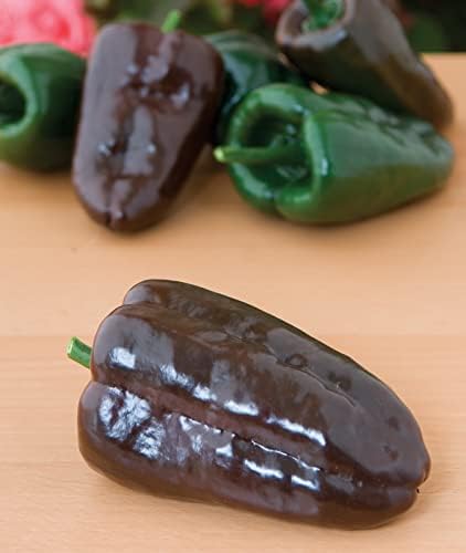 Burpee Poblano' (Ancho) 4" Heart-Shaped Dark Green to Red Peppers, 100 seeds - Image 6