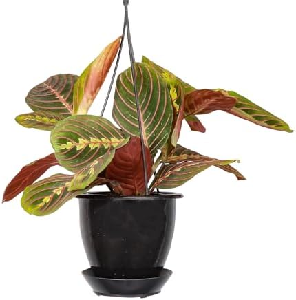 Live Red Prayer Plant, Pet Friendly, Easy to Grow, 4" Diameter Pot - Image 3