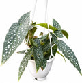 Begonia White Ice Live Plant - 4.5 Inch Hanging Pot Indoor Houseplant by NYCitySucculents