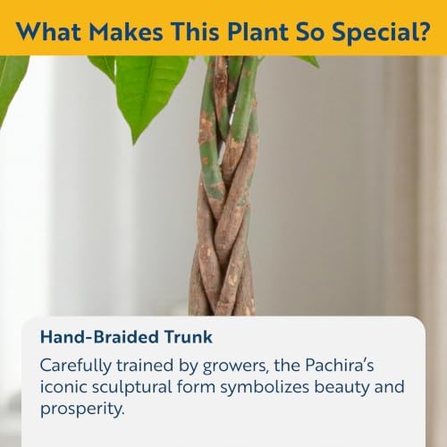 Costa Farms Money Tree, Live Indoor Plant, Braided Trunk, Easy Care - Image 3