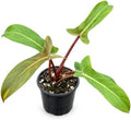 Philodendron Florida Bronze Starter Plant - Rare Live Indoor House Plant by NYCitySucculents
