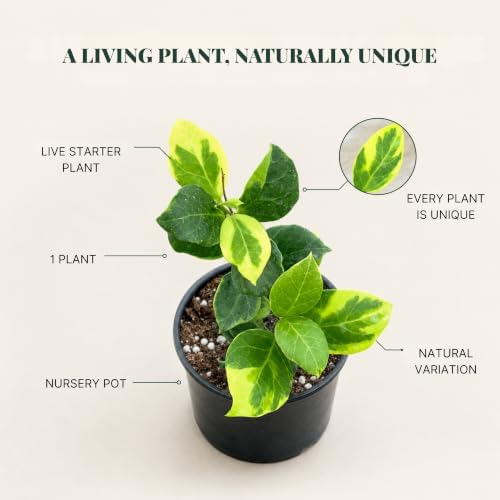 Hoya Obscura Albo Marginata Live Plant, 4 Inch Variegated Starter - Image 6