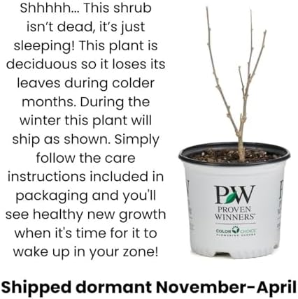 Proven Winners Invincibelle Wee White 2.0 Smooth Hydrangea (arborescens) Live Plant, 4.5" Qt - Image 2