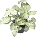 BubbleBlooms Syngonium Moonshine in a 4 inch Pot Variegated Arrow Head Vine Rare by BubbleBlooms