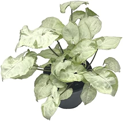 BubbleBlooms Syngonium Moonshine in a 4 inch Pot Variegated Arrow Head Vine Rare by BubbleBlooms