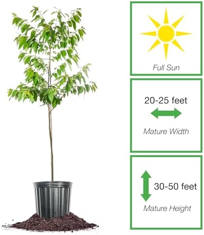 Perfect Plants American Persimmon Tree, 1 Gallon, Live Plant - Image 2