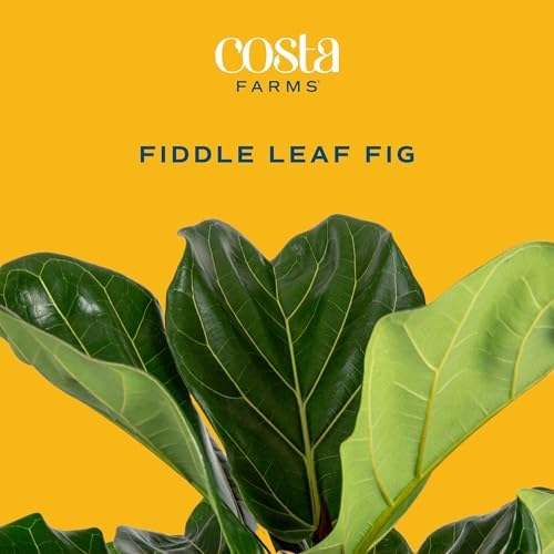 Costa Farms Fiddle Leaf Fig Tree, Live Indoor Plant, Large, 3-4 Ft. Tall - Image 3