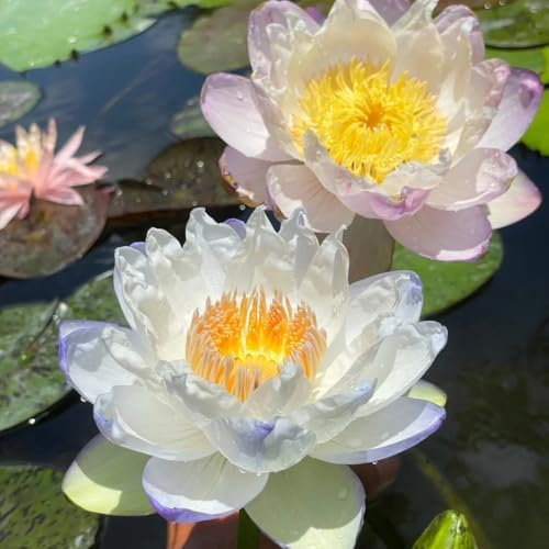2 Packs of Dwarf Lotus Seeds for Planting in Water, 160+pcs Bowl Lotus Hummingbird Vine Flower Seeds, Heirloom Non-GMO Beauty Flowers Plants Water Home Garden Lotus Bowl Planters for Outdoors Indoors - Image 5