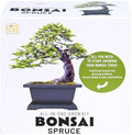 Buzzy Seeds Norway Spruce Bonsai Grow Kit, Decorative Planter, Tree Seeds by BUZZY