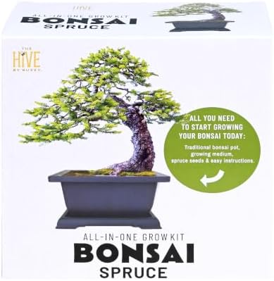 Buzzy Seeds Norway Spruce Bonsai Grow Kit, Decorative Planter, Tree Seeds by BUZZY