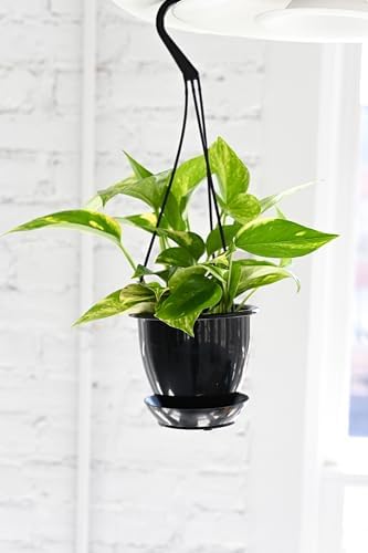 Live Golden Pothos, Indoor Vining Plant, Easy to Grow, 4" Pot - Image 2
