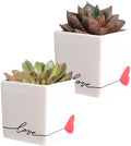 Costa Farms Mini Live Succulents, Echeveria Houseplant, Beautiful Live Indoor Plants in Cute Décor Stone Planter Pots, Great Gift for Perfect Room Décor, 4-Inches Tall (2-Pack) by Unknown