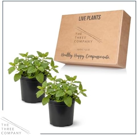 Herb - Lemon Balm (2 Pack), Live Edible Herb, Herbal Tea, Lemon Aroma - Image 4