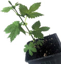 Cascade Hops Plant (Humulus lupulus) in 2.5 inch Pot | Perennial Vine for Beer Making or Tea by SmokeCampCrafts