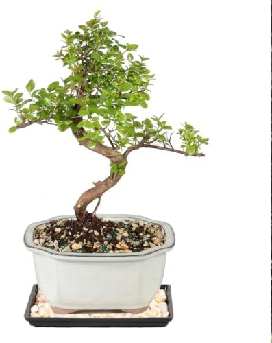 Brussel's Bonsai - Small Live Bonsai Tree with Tray, Potted Indoor Plant by BrusselsBonsai